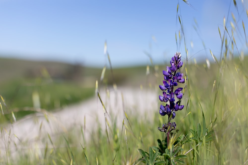 a purple flower in the middle of a grassy field