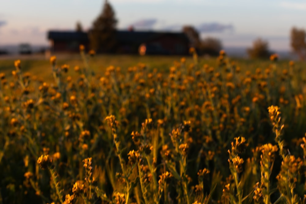 a field of yellow flowers with a house in the background