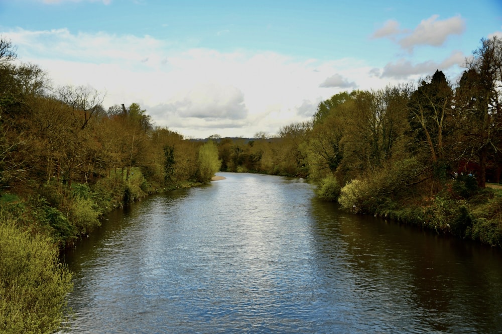 a river running through a lush green forest