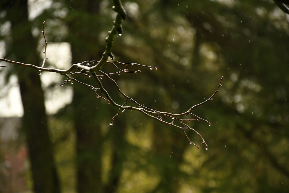 a close up of a tree branch with drops of water on it