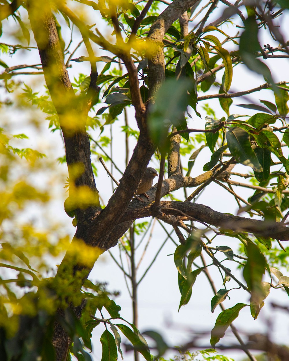 a bird sitting on a branch of a tree