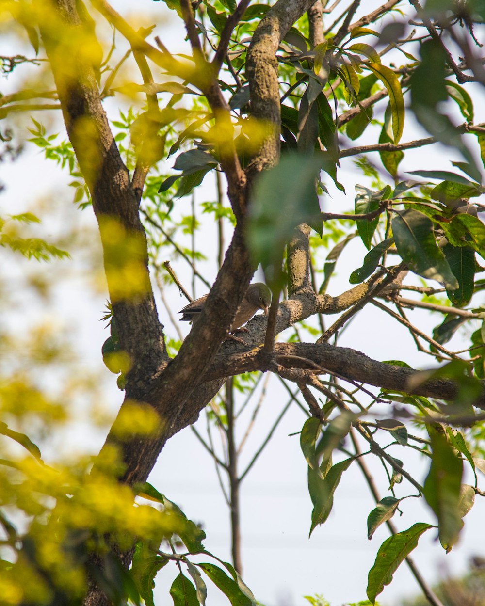 a bird sitting on a branch of a tree