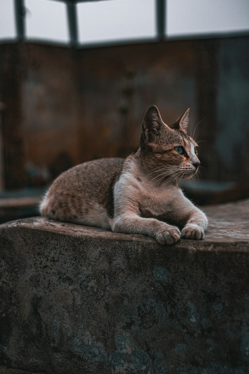 a cat sitting on top of a cement slab