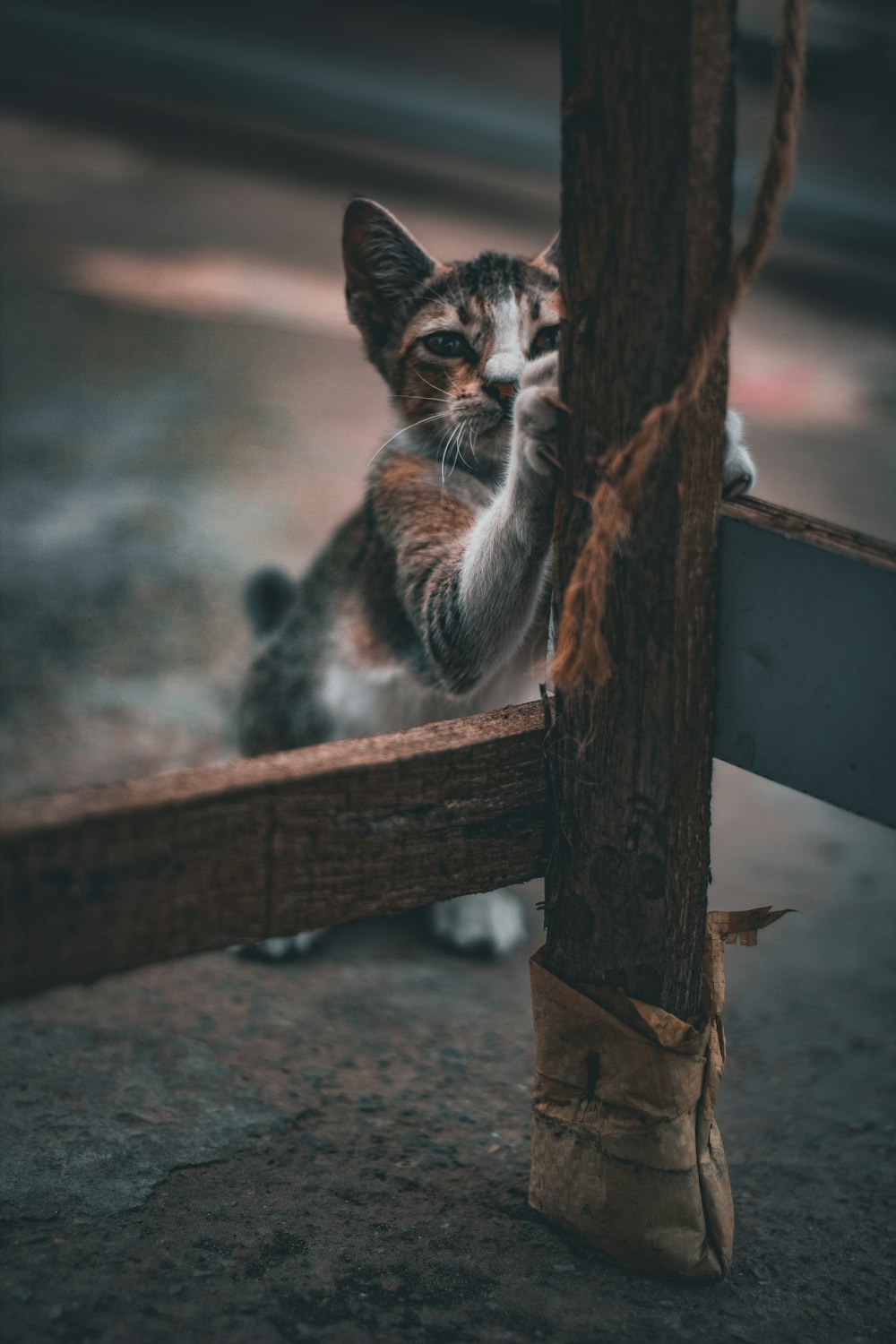 un gato que está parado sobre sus patas traseras