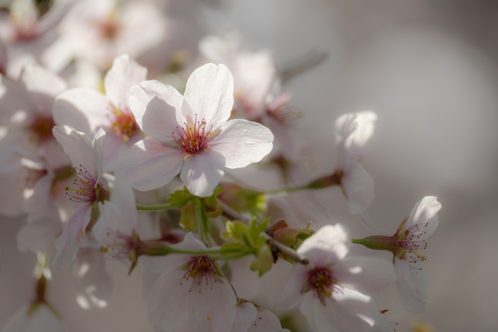 a close up of a bunch of white flowers