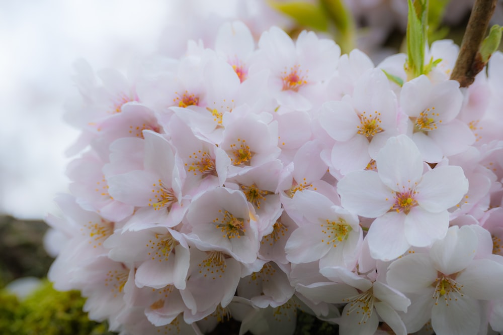 a close up of a bunch of white flowers