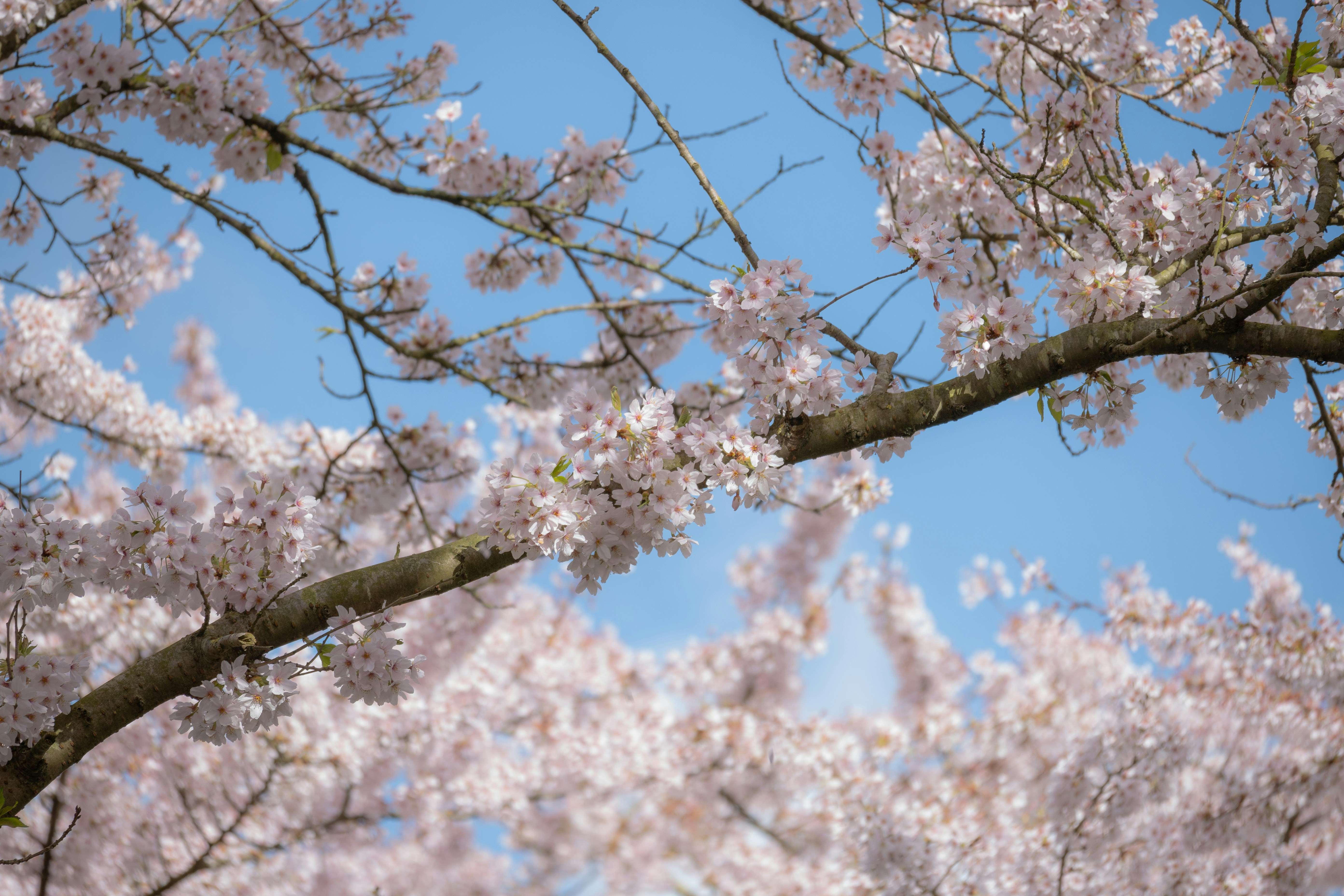 Photo by frankoosterbaan