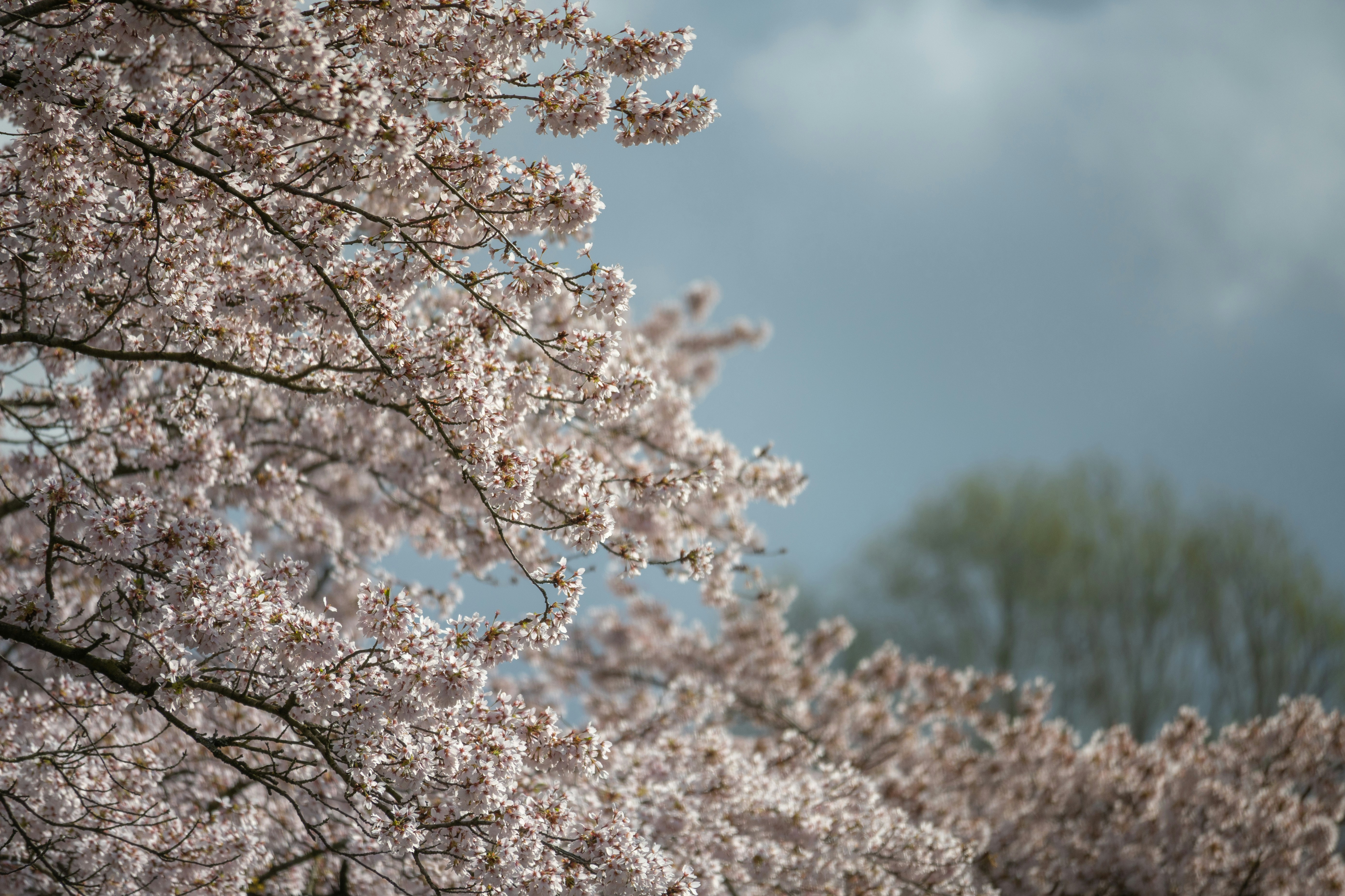 Photo by frankoosterbaan