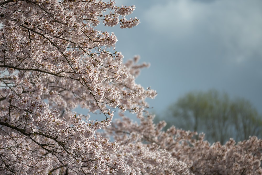 a tree with lots of pink flowers on it