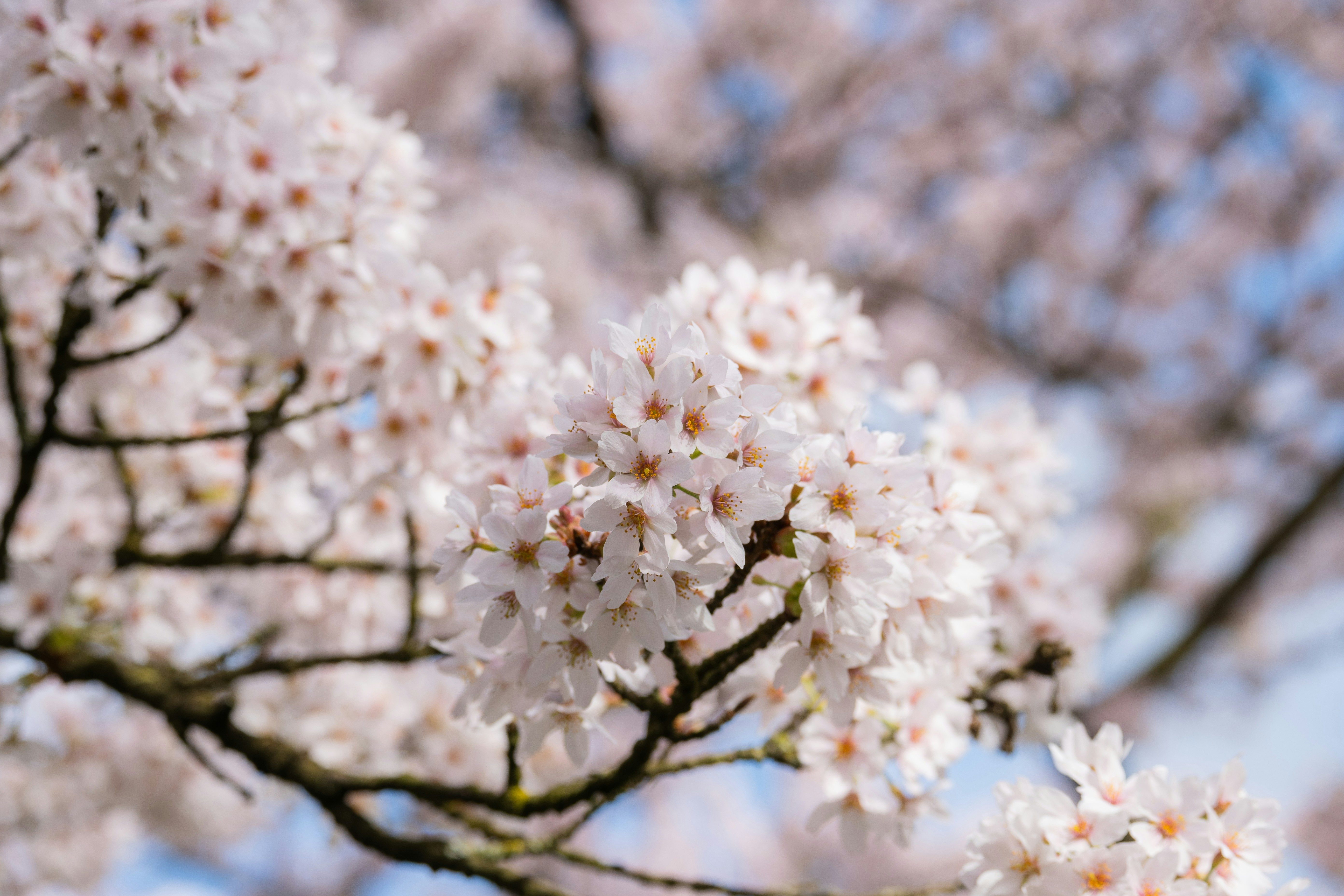 Photo by frankoosterbaan