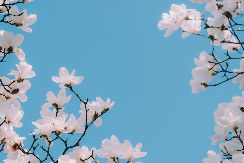 a white flowered tree with a blue sky in the background