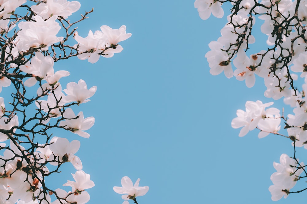 a white flowered tree with a blue sky in the background