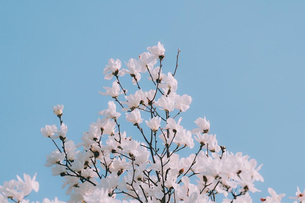 a tree with white flowers against a blue sky