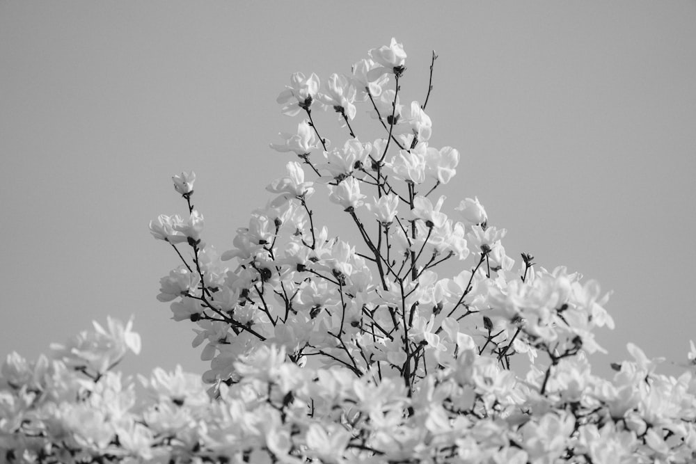 a black and white photo of a tree with white flowers