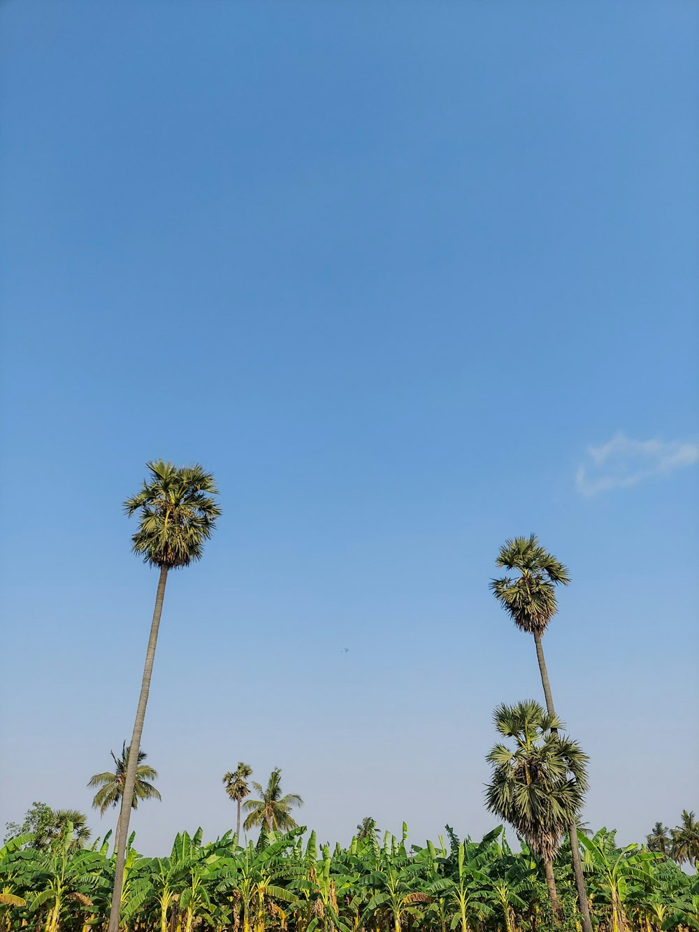 a row of palm trees in front of a blue sky