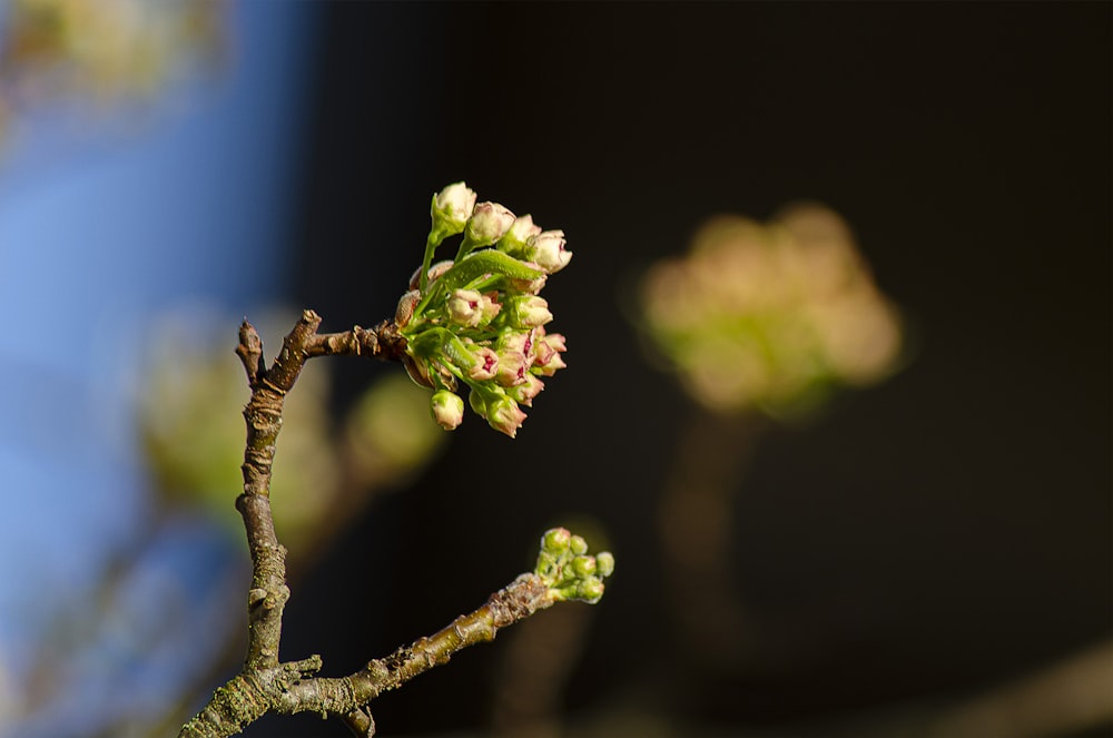 a close up of a tree branch with flowers