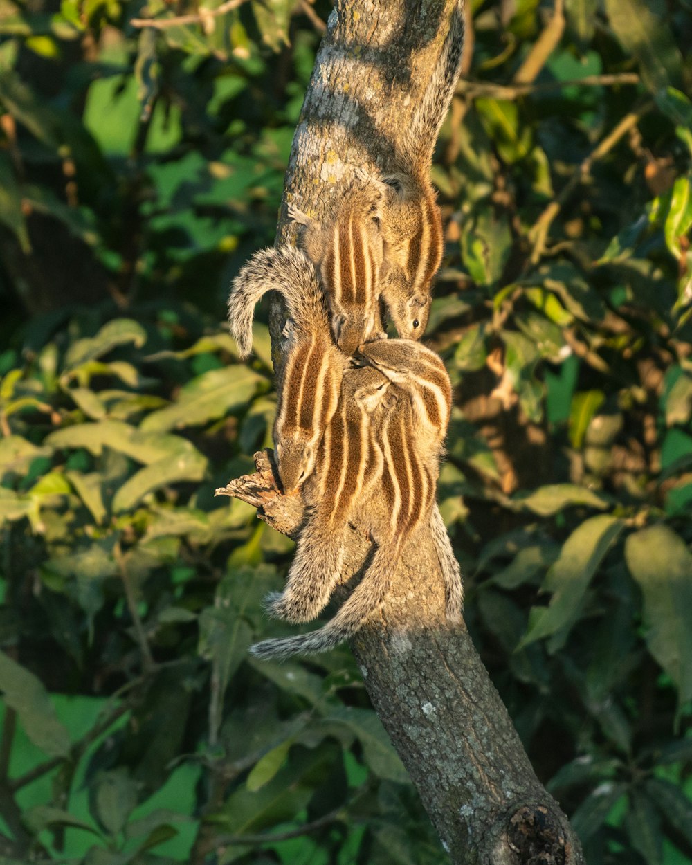 a couple of small animals climbing up a tree