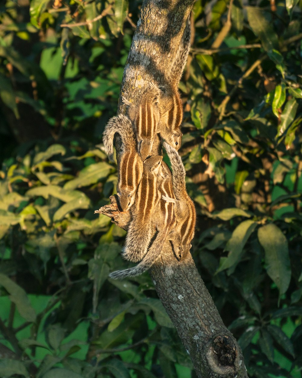 two small lizards climbing up a tree branch