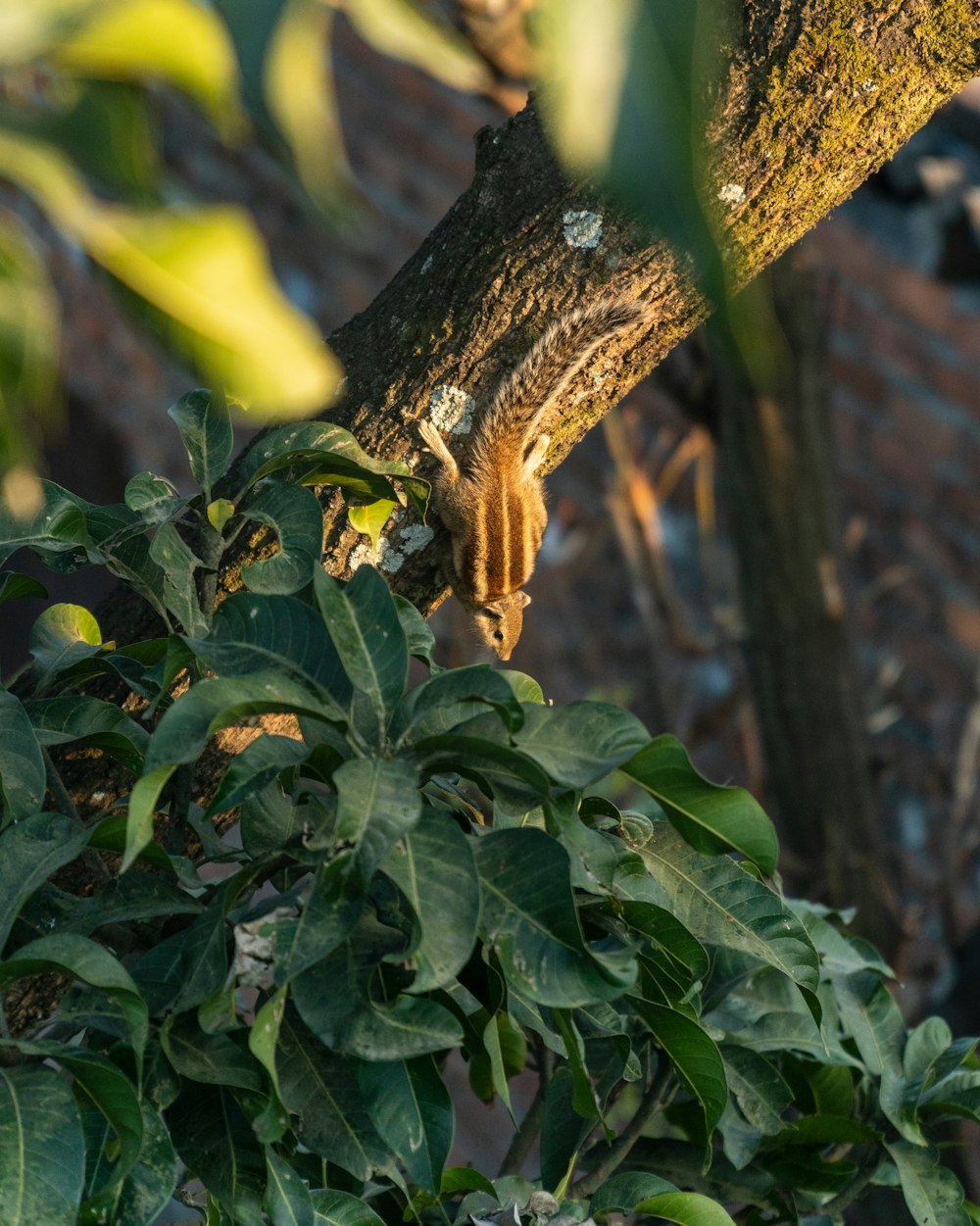 an owl is perched on a tree branch