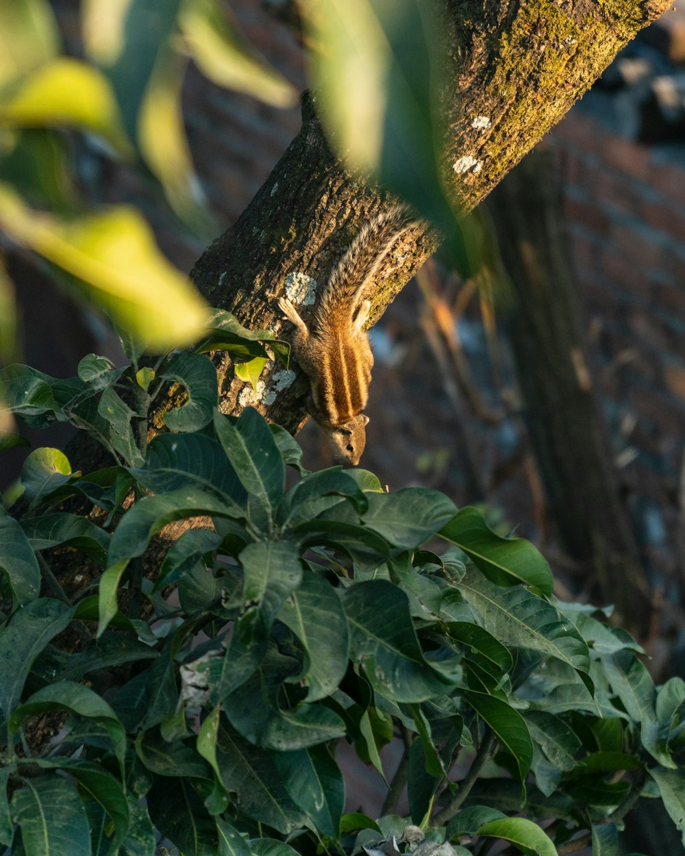 a large brown animal climbing up the side of a tree