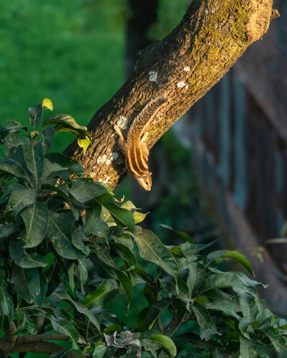 a bird is perched on a tree branch