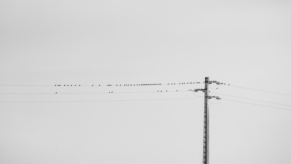 a flock of birds sitting on top of power lines