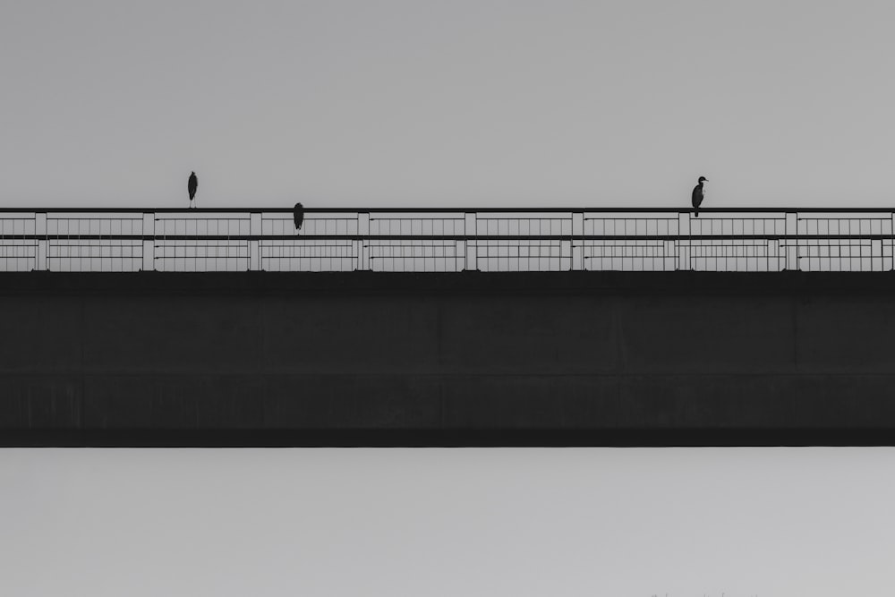 two birds are standing on the edge of a bridge