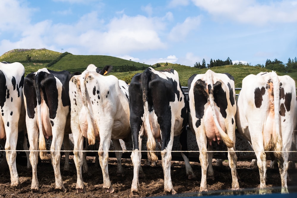 a herd of black and white cows standing next to each other