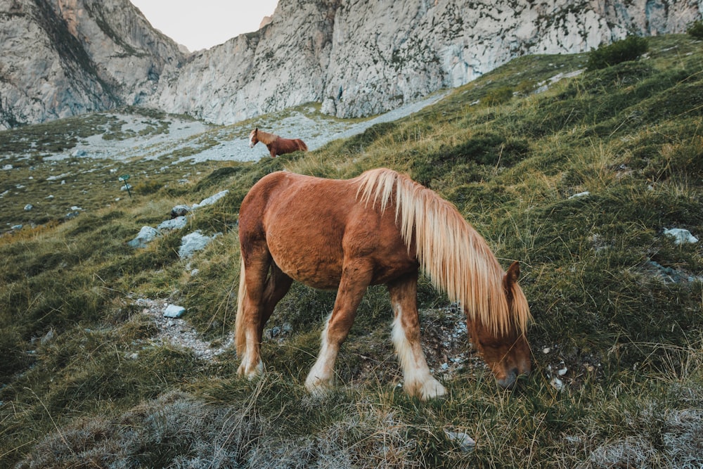 a brown horse grazing on a lush green hillside