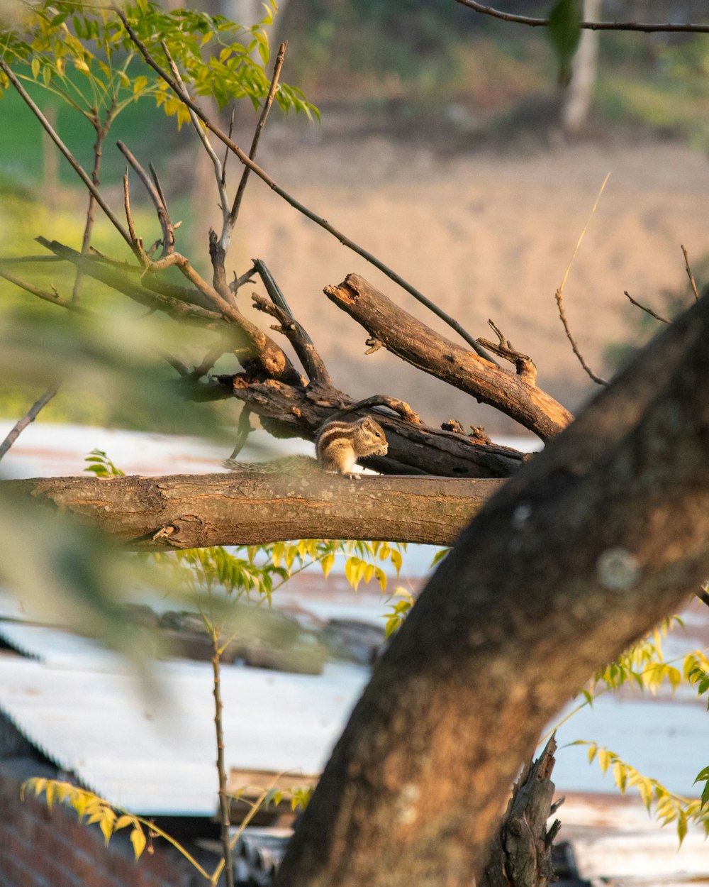 a bird sitting on a branch of a tree