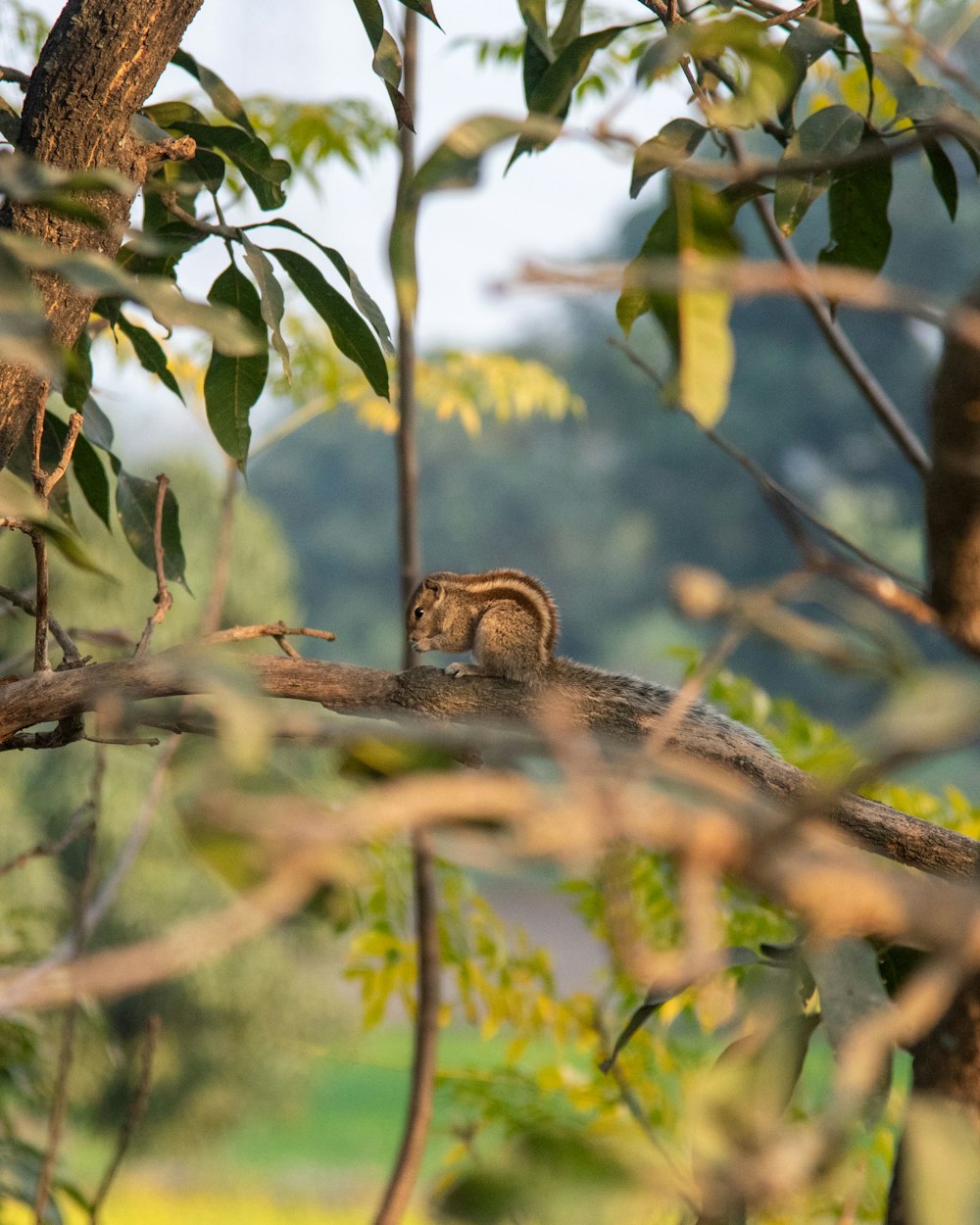 a squirrel sitting on top of a tree branch