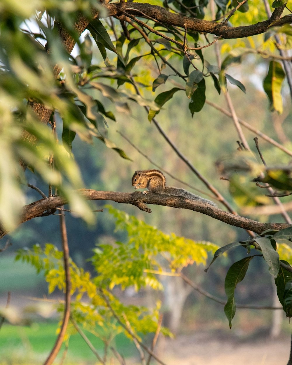 a bird sitting on a branch in a tree