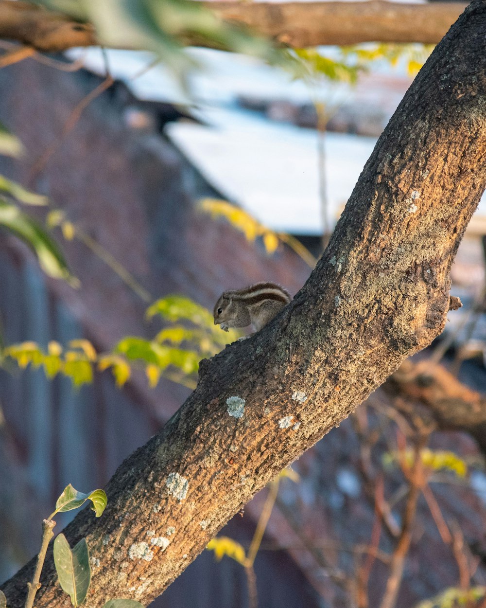 a small bird perched on a tree branch