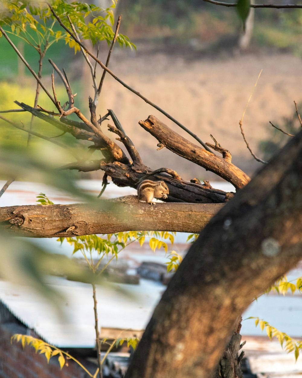 a bird sitting on top of a tree branch