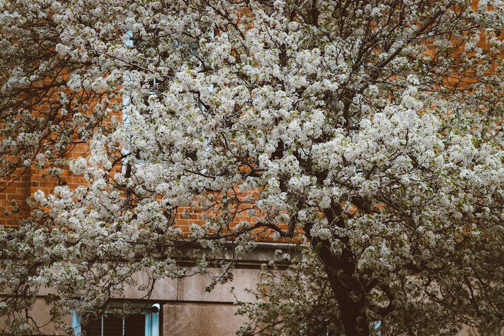 a tree with white flowers in front of a brick building