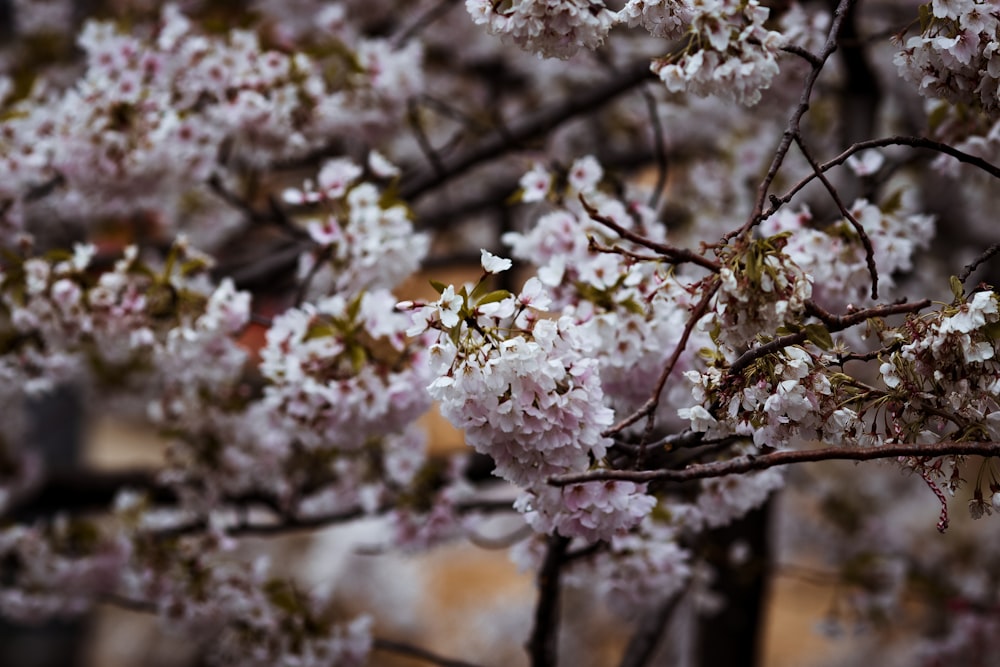 a close up of a tree with white flowers