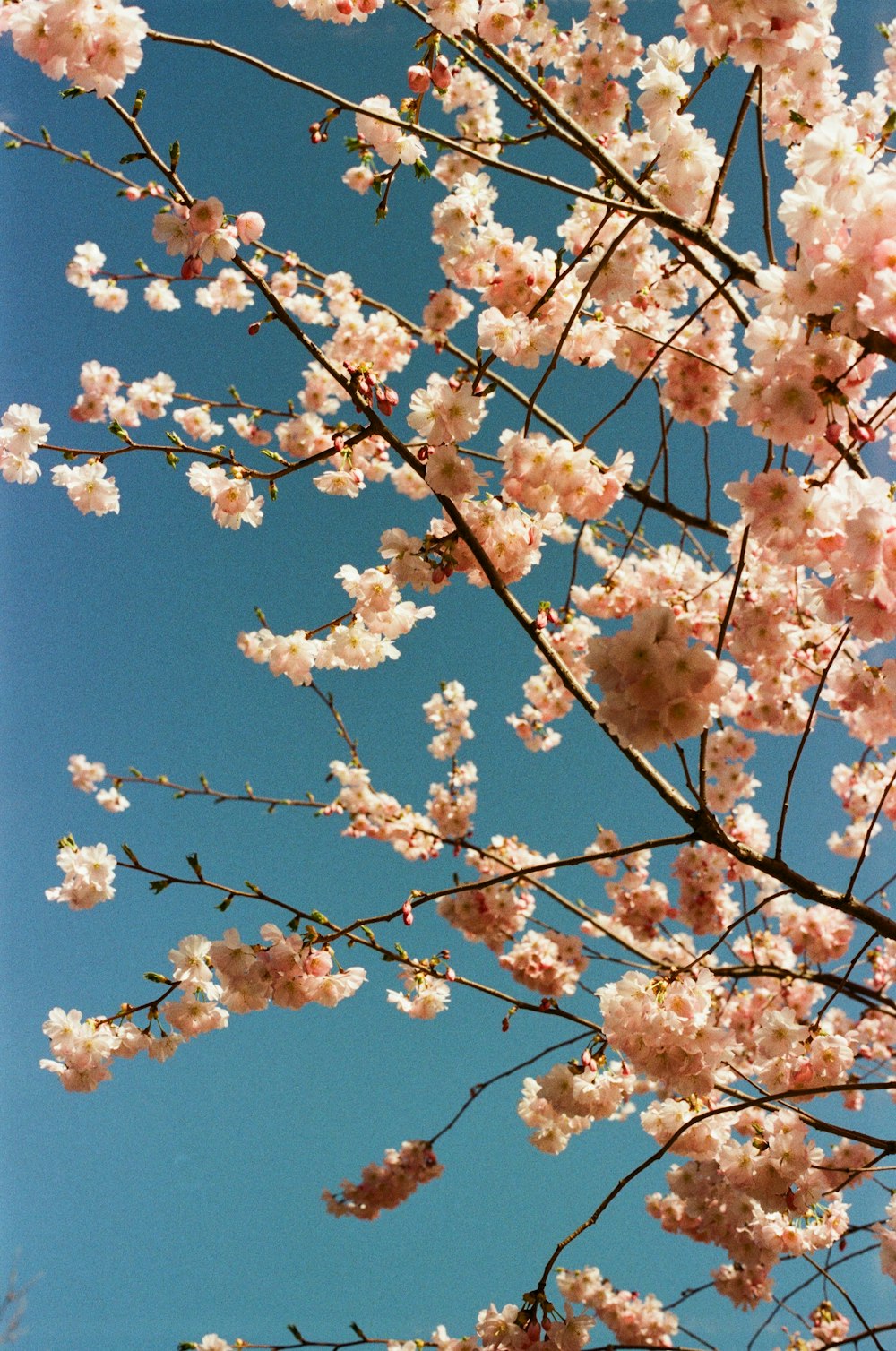 un ramo de flores que están en un árbol