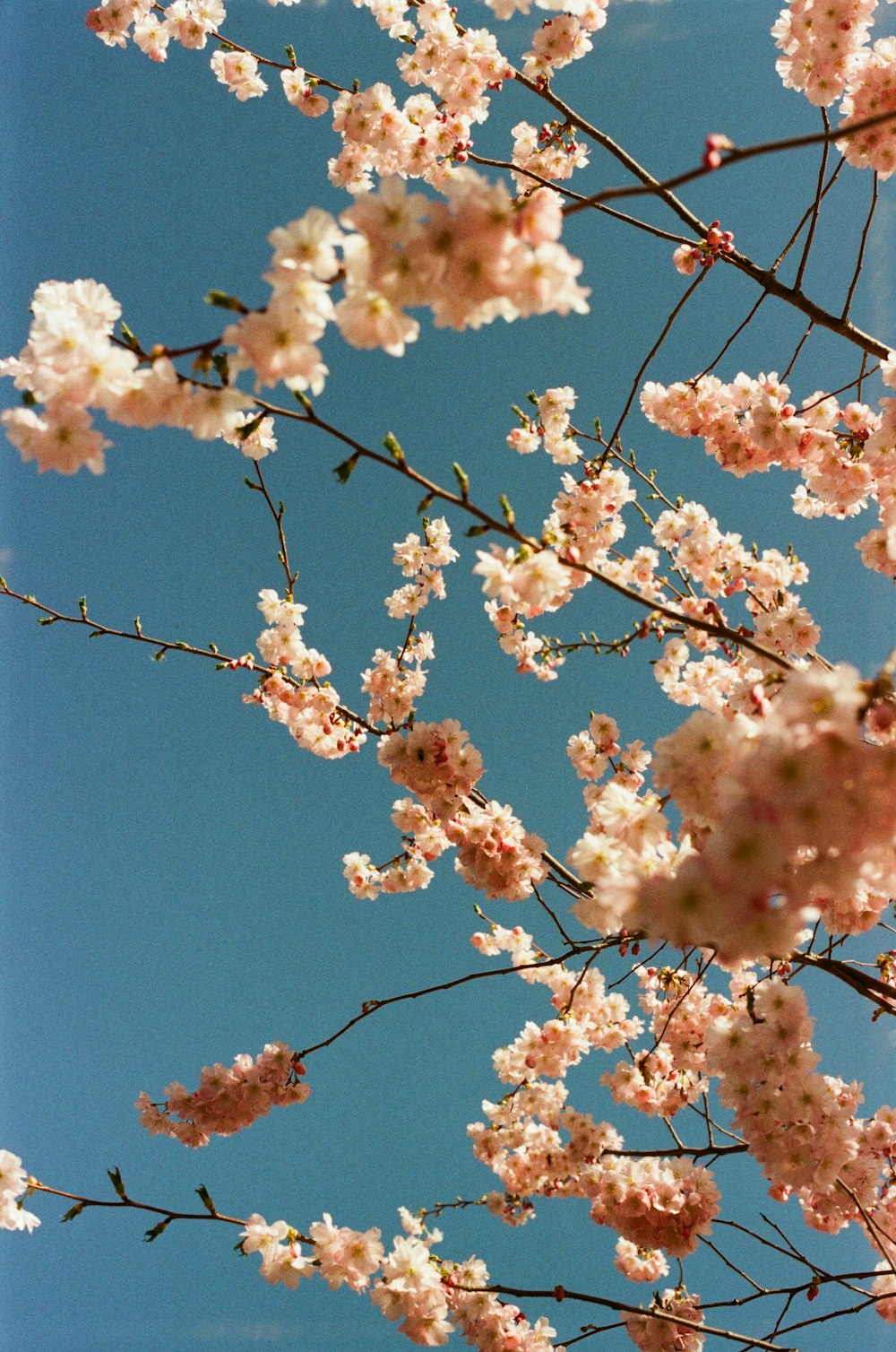 a bunch of flowers that are on a tree