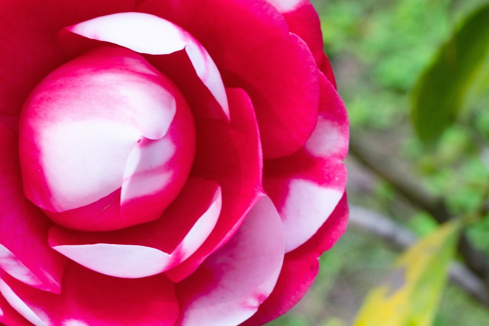 a close up of a red and white flower