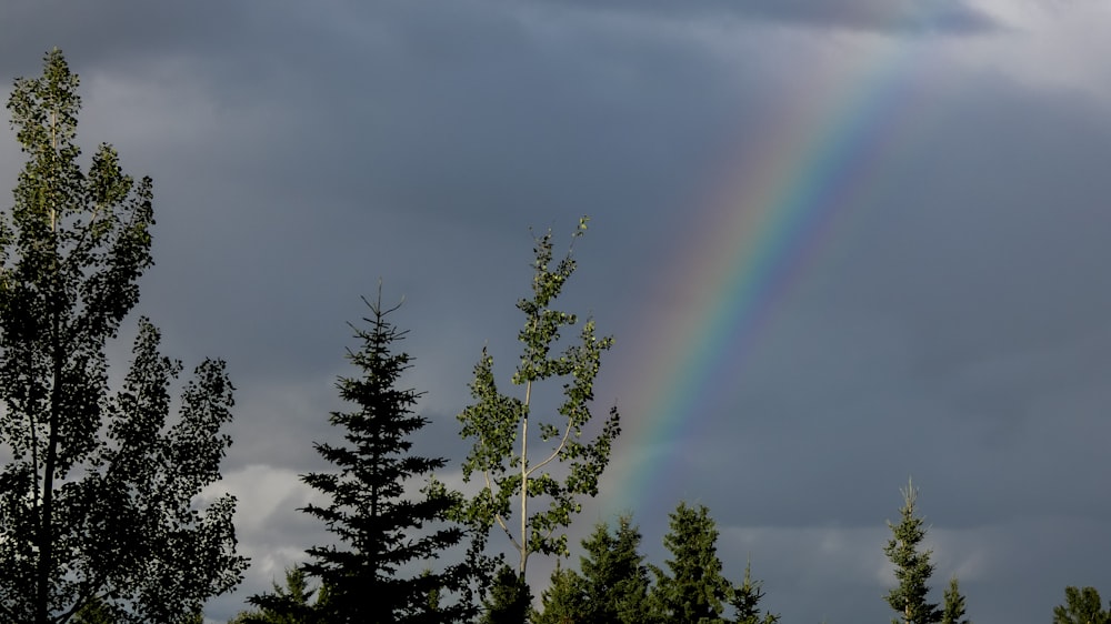 a rainbow in the sky over some trees