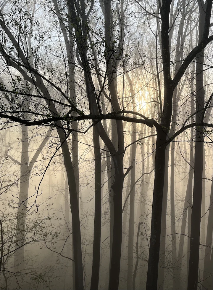 A misty forest at dawn — the dawn-chorus environment the show records in