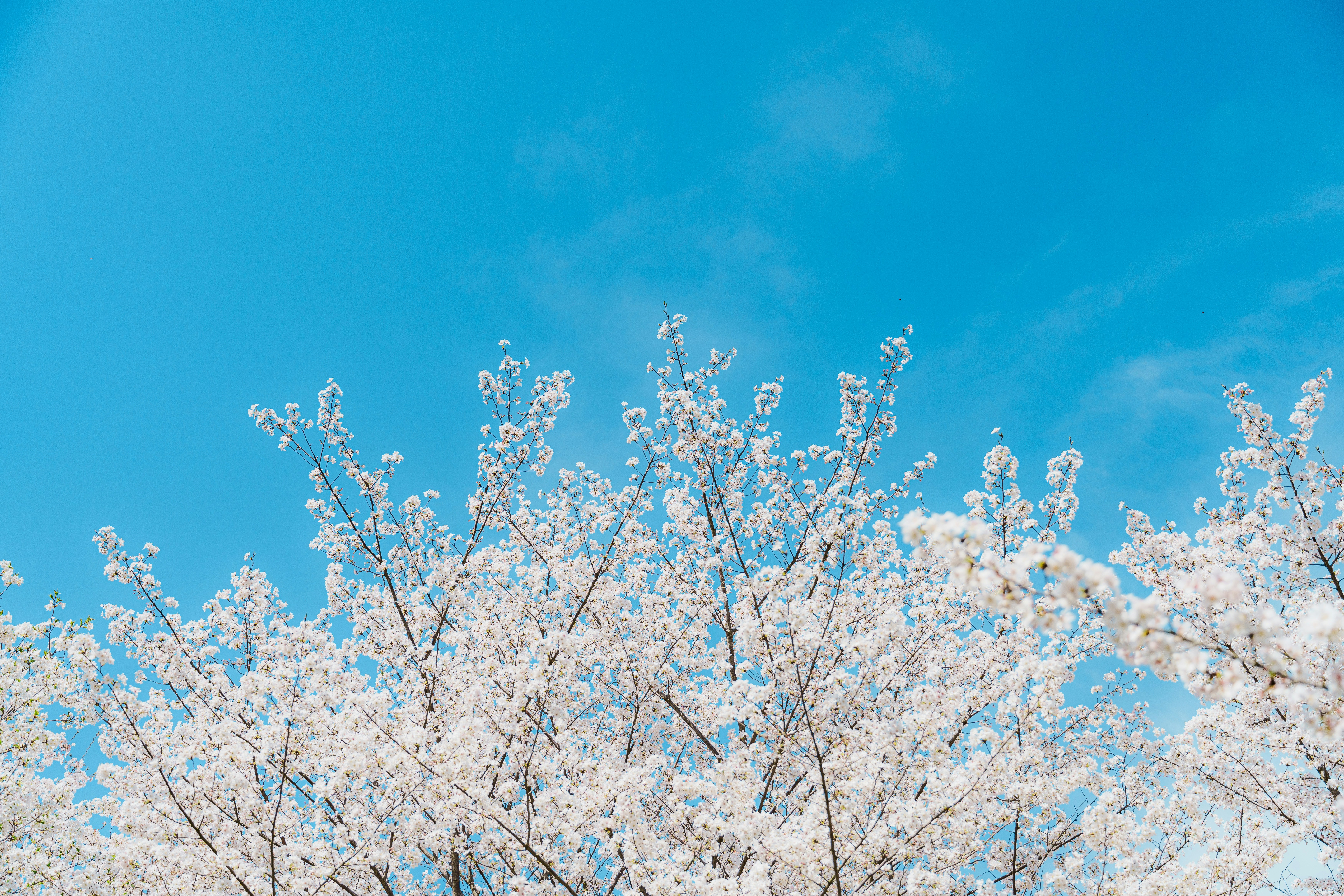 un arbre avec des fleurs blanches au premier plan et un ciel bleu à l’arrière-plan