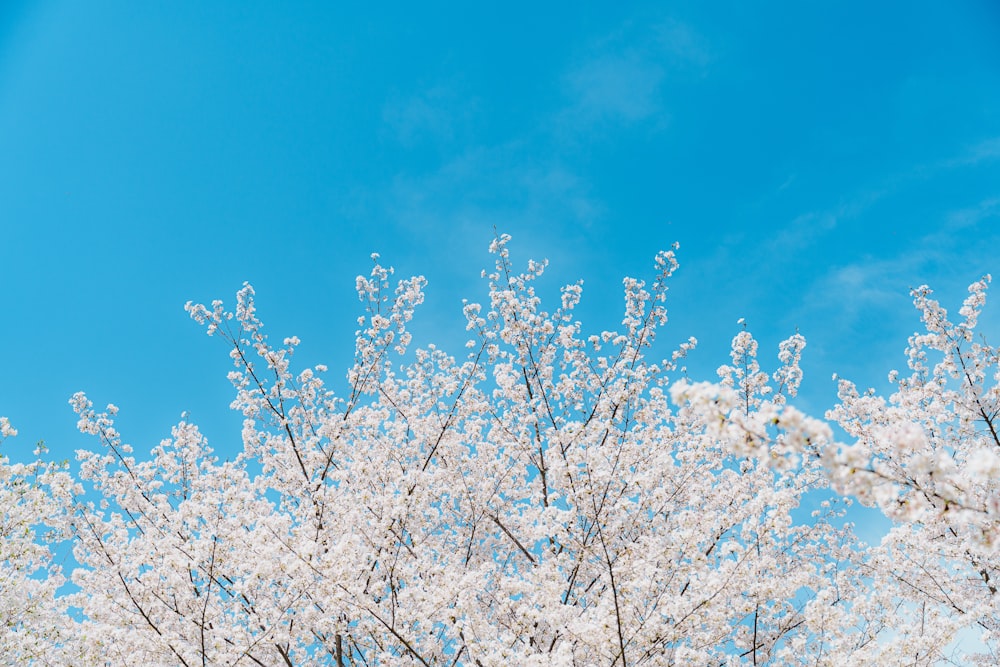 a tree with white flowers in the foreground and a blue sky in the background