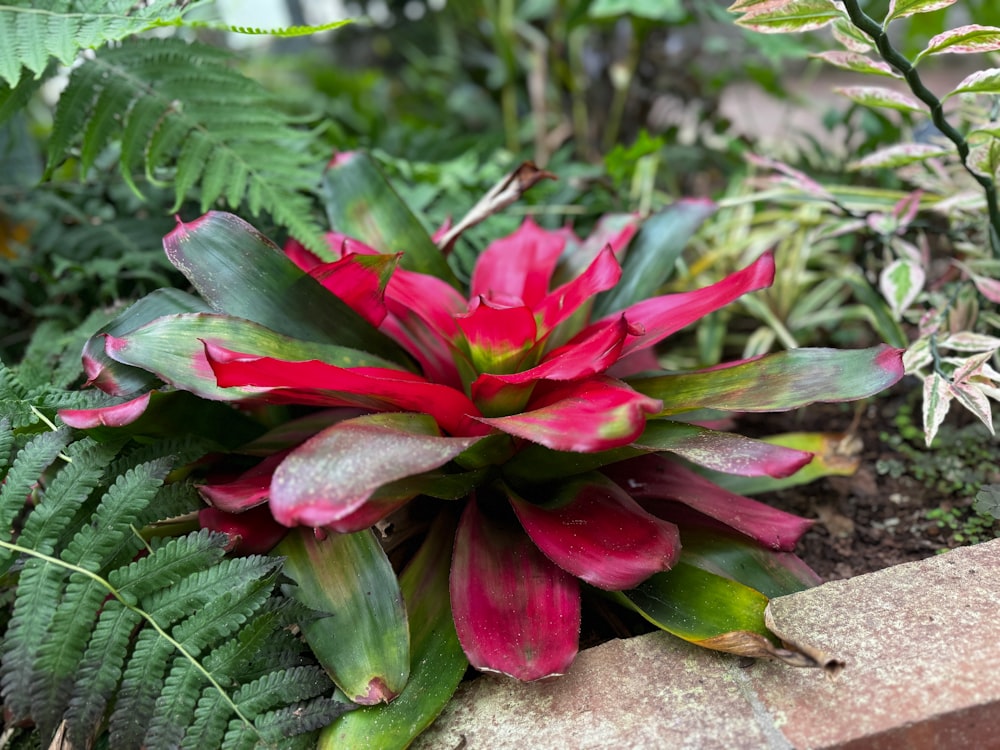 a red and green plant sitting on top of a stone wall