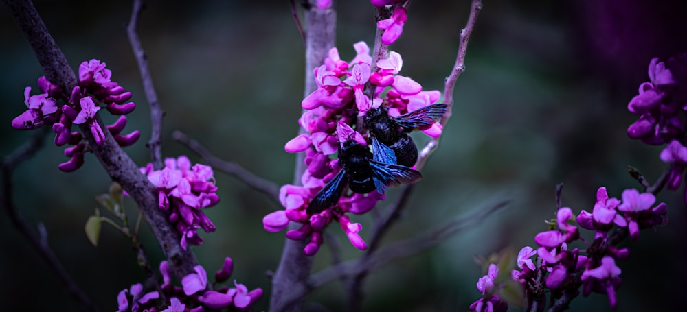 a couple of bees sitting on top of a purple flower