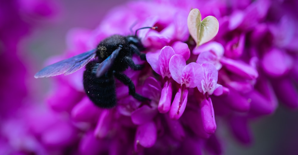 a close up of a bee on a purple flower