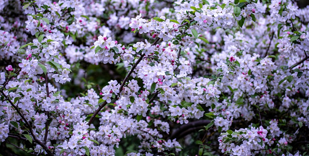 a bunch of flowers that are on a tree