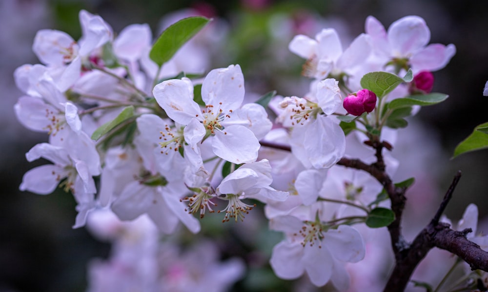 a bunch of white flowers that are on a tree