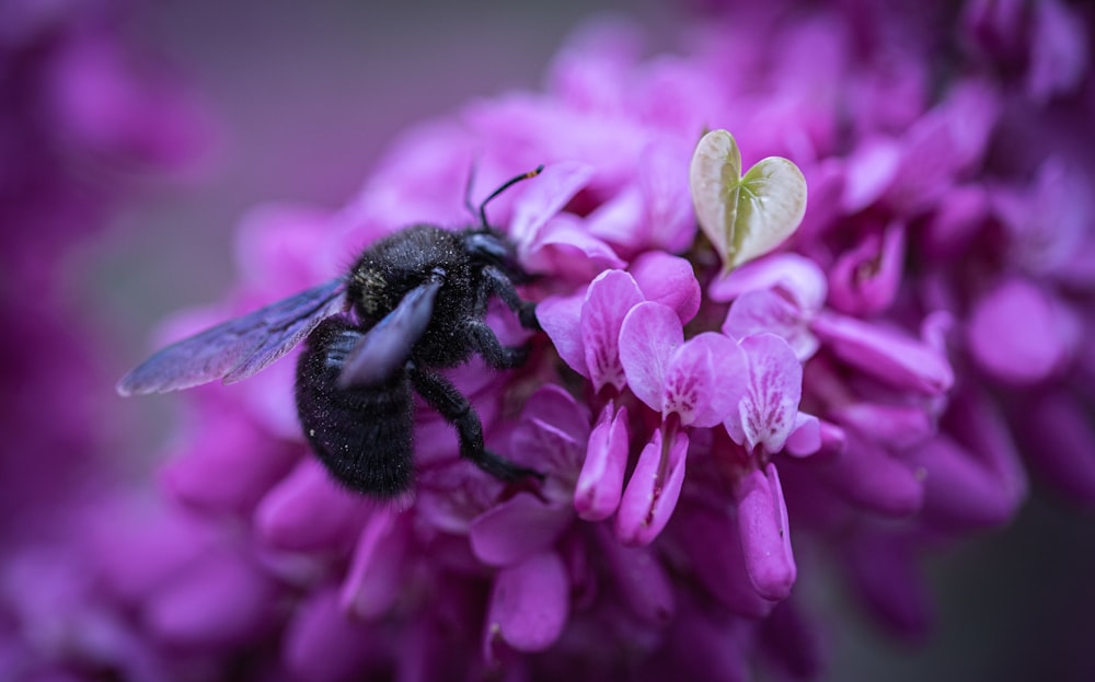 a close up of a bee on a flower