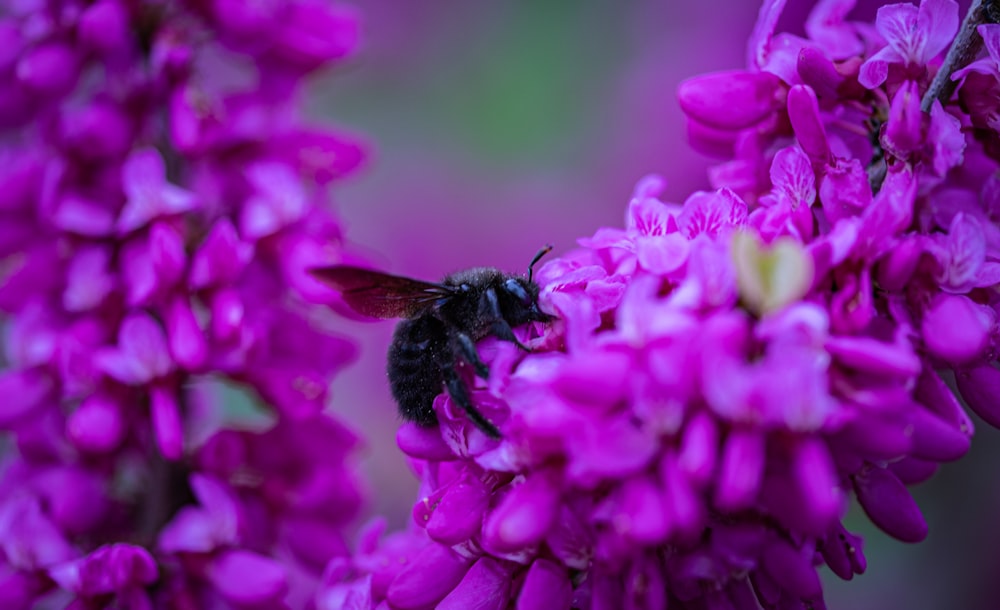 a bee sitting on top of a purple flower